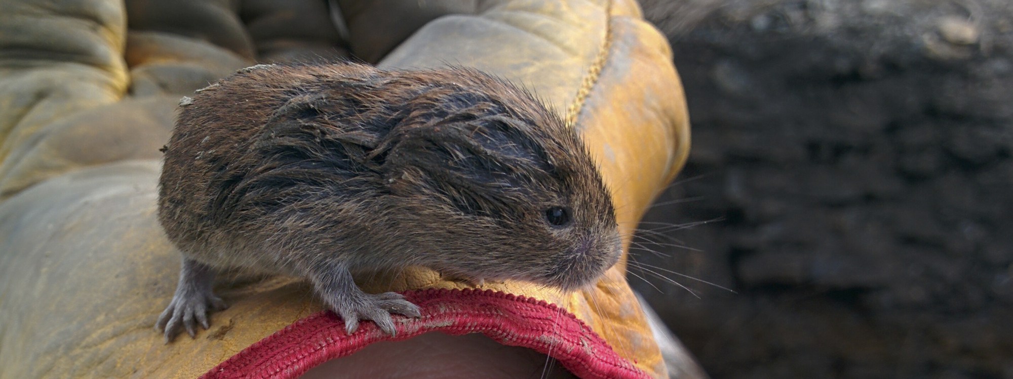 Photo of a little fieldmouse I found while helping the neighbouring farmers organize some tarps.