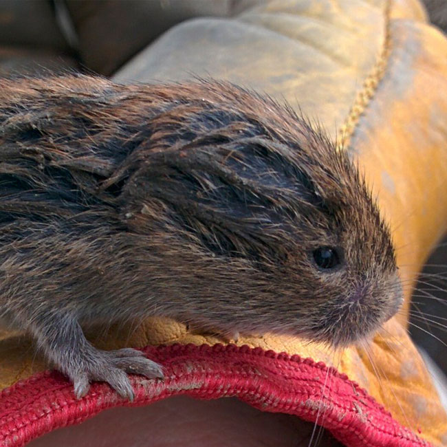 A field mouse I rescued from a water-logged tarp while helping the neighbouring farmer.