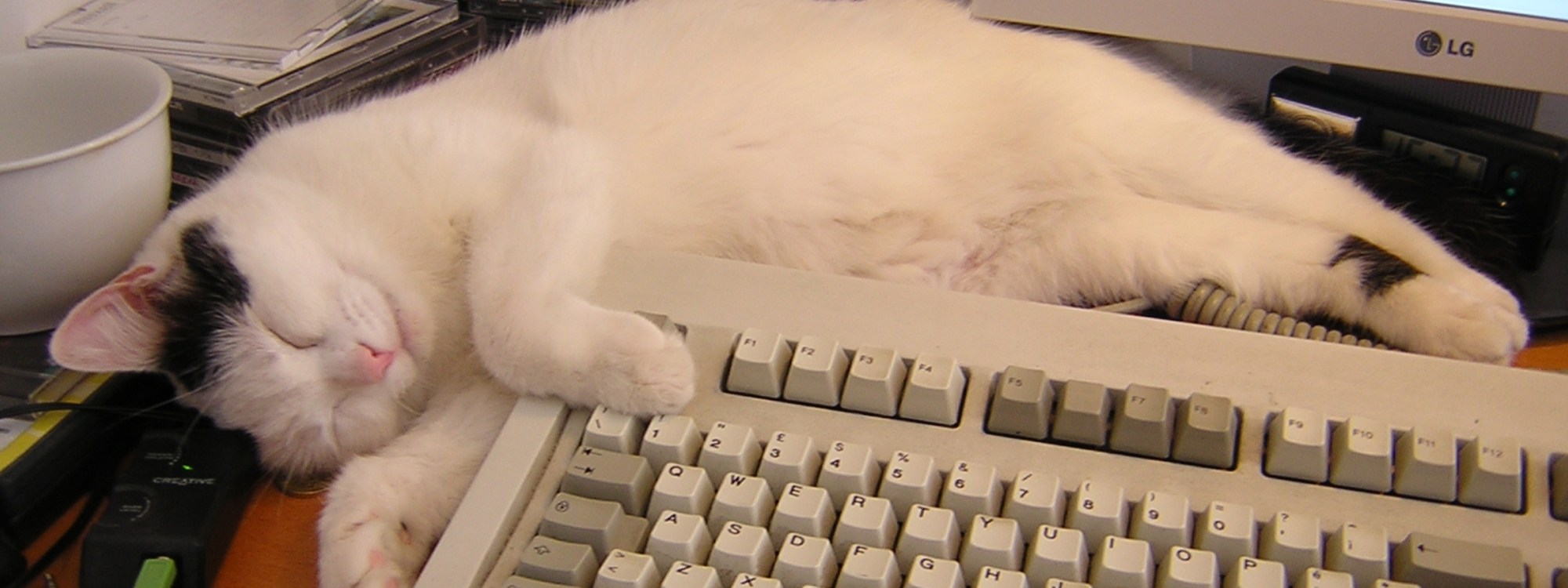 Sheila, a very sleepy cat, soundly napping beside a keyboard.