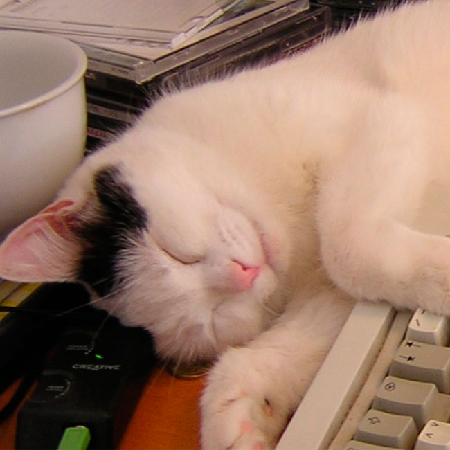 An image of Sheila, a sleepy cat, lying next to an old computer keyboard.